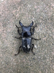 Serrognathus titanus platymelus