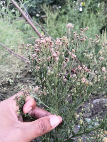 Image of Erigeron laevigatus by (c) Obed Palagot Echavarria, some rights reserved (CC BY-SA)