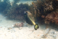 Meuschenia flavolineata