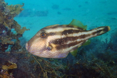Freycinet's Leatherjacket photo 4
