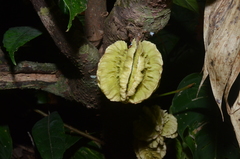 Carpotroche platyptera