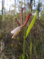 Cleistesiopsis