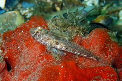 Nesogobius pulchellus