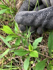 Lobelia appendiculata