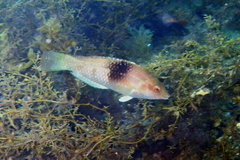 Notolabrus tetricus