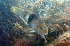 Notolabrus tetricus