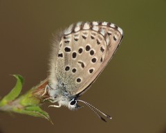Pseudophilotes panoptes