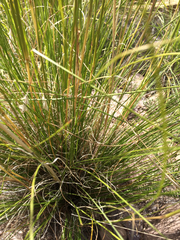 Elionurus barbiculmis