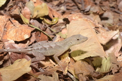 Anolis wilsoni