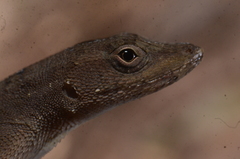 Anolis wilsoni