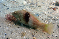 Notolabrus tetricus