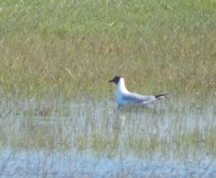 Chroicocephalus ridibundus