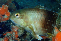 Notolabrus tetricus