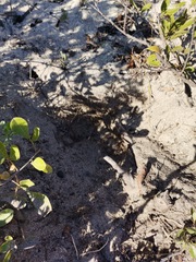 Hystrix africaeaustralis