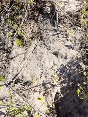 Hystrix africaeaustralis