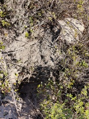 Hystrix africaeaustralis