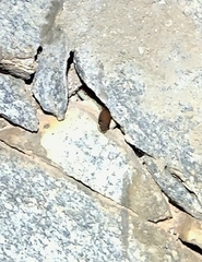 Lycodon anamallensis