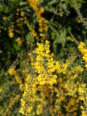 Tracheophyta