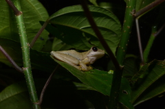 Atlantihyla spinipollex