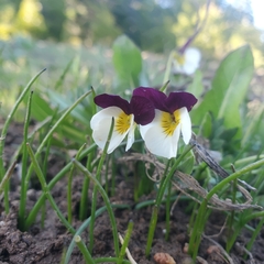 Viola hallii