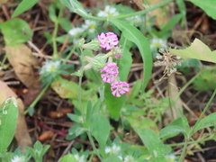 Silene secundiflora