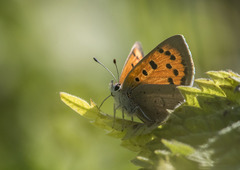 Lycaena phlaeas