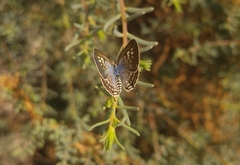 Suaeda