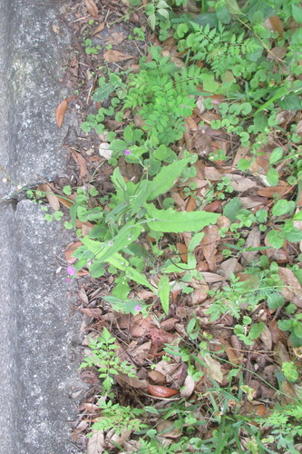 Emilia sonchifolia image