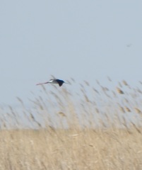 Himantopus himantopus