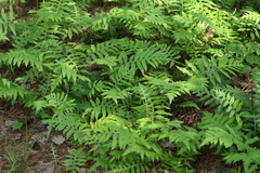 Lorinseria areolata image