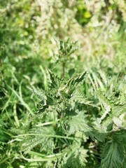 Urtica dioica