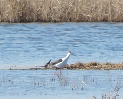 Himantopus himantopus