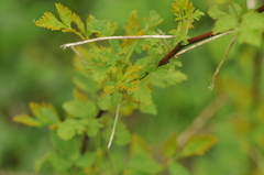 Phragmidium bulbosum