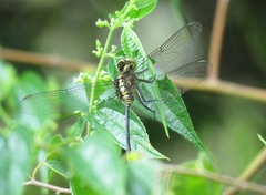 Pornothemis starrei