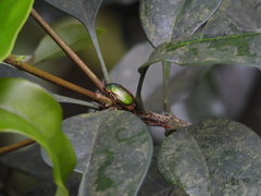 Anomala aulacoides