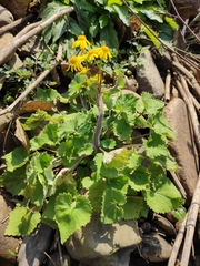 Sinosenecio oldhamianus