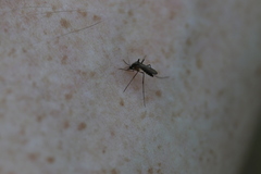 Aedes atlanticus