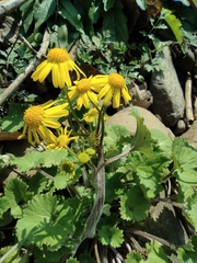 Sinosenecio oldhamianus