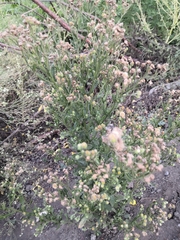 Erigeron laevigatus