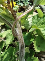 Sinosenecio oldhamianus