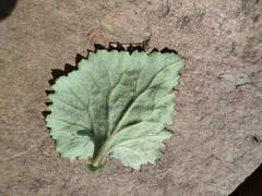 Sinosenecio oldhamianus