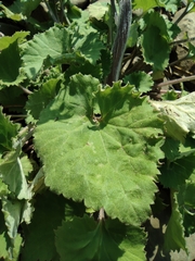 Sinosenecio oldhamianus