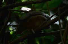 Funisciurus anerythrus