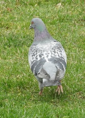 Columba livia
