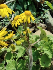 Sinosenecio oldhamianus