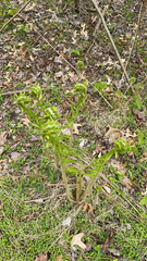 Matteuccia struthiopteris