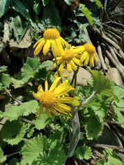 Sinosenecio oldhamianus