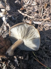 Melanoleuca cognata