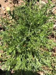 Matricaria discoidea