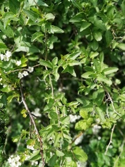 Tracheophyta
